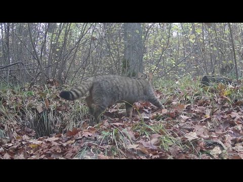 Видео: Дальні рубежі 2025-10-18_2025-10-28