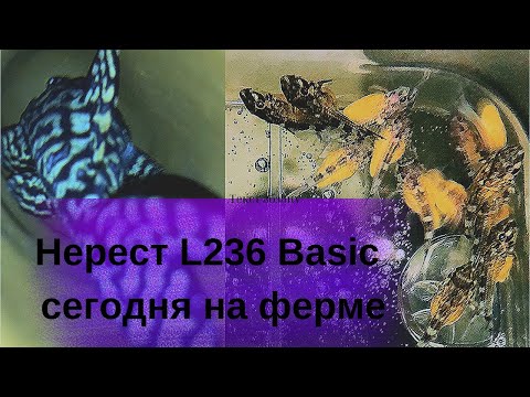 Видео: Отнерестили L236 Baise. Нерест L236 Baise. Смотрим сколько дал этот нерест.