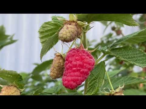 Видео: МАЛИНА безшипная -😍Супер сорт100% - ягода гигант!!!Обзор лучших сортов - не теряйте время , сажайте!