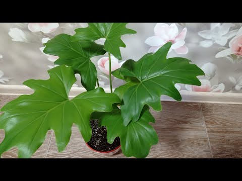 Видео: Комнатные цветы. Что с ними стало.