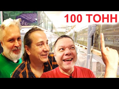 Видео: 100 тонн аквариумистики в Яхроме