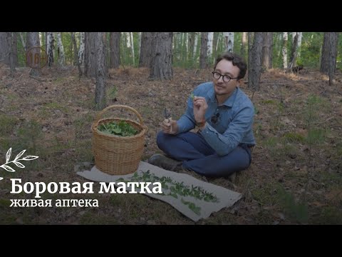 Видео: Боровая матка или ортилия однобокая // Живая аптека