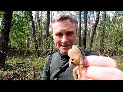 Видео: Лягушки которые живут на деревьях.
