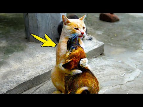 Видео: Слепого щенка уже собирались усыпить. Посмотрите, что сделала кошка, Это Чудо!