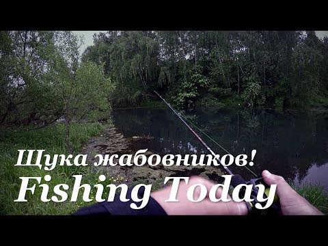 Видео: Ловля щуки на жабовниках - Fishing Today