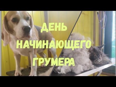 Видео: Готовим и болтаем о жизни и животных