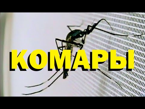 Видео: Галилео. Комары