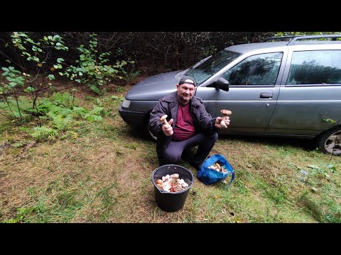 Видео: Гриби є. Назбирав різних грибів на грибних місцях дитинства. Не був тут багато років