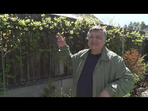 Видео: Актинидия - самая витаминная ягода!