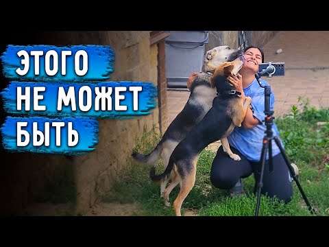 Видео: Невероятно, 2 ревнивые собаки Айза и Альма подружились. Продолжаем подготавливать дом к продаже.