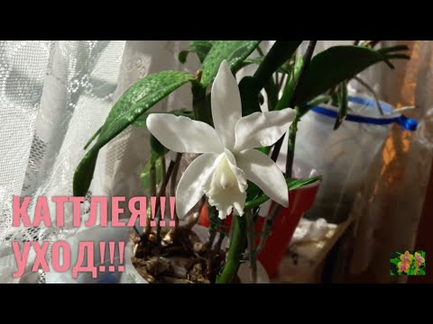 Видео: #ОРХИДЕИ Каттлея😍😍😍 Второе домашнее цветение!!!!!❤❤❤ Уход. 01.09 2019 г.