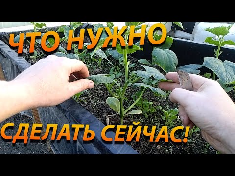 Видео: Что нужно сделать с огурцами перед цветением