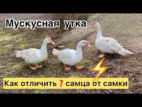 Видео: Мускусная утка//Как отличить качурка от качки