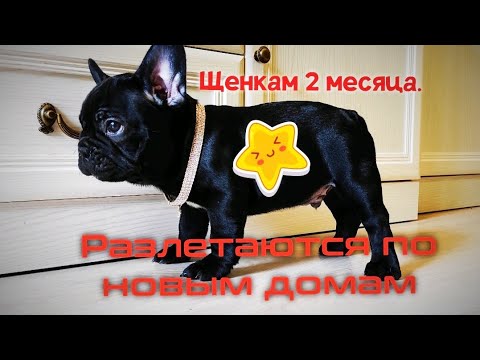Видео: Щенкам 2 месяца... Пора прощаться... Щенки уезжают в новые дома