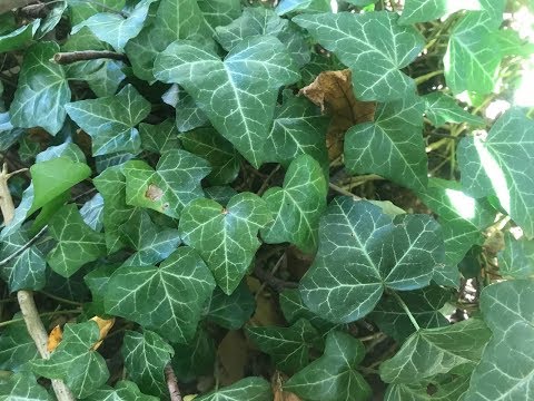 Видео: Плющ садовый. Размножение и посадка плюща для декоративного забора.