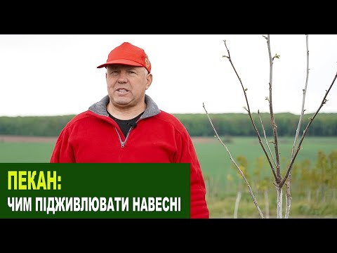Видео: №219 Пекан: чим підживлювати молодий сад навесні