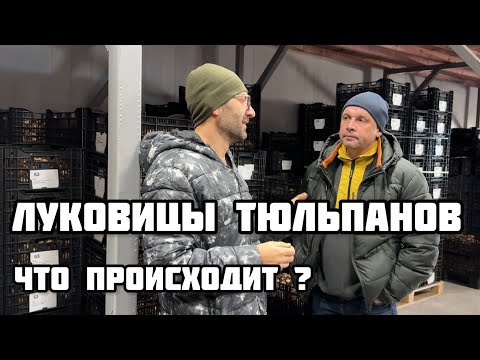 Видео: ЛУКОВИЦЫ ТЮЛЬПАНОВ. Итог сезона,прогноз на следующий