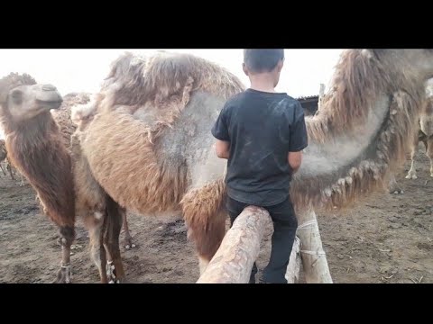 Видео: Түйе жүні.  Кешкі мал жайғау