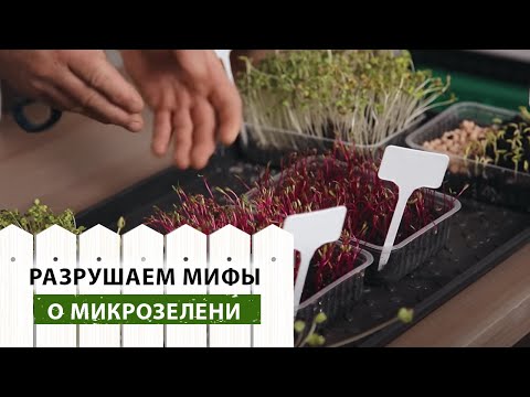 Видео: Разрушаем мифы о микрозелени