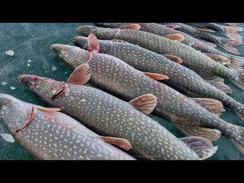Видео: ОНИ СОЖРАЛИ ВСЕ! ОСТАВИЛ ЖЕРЛИЦЫ НА НОЧЬ! Я В ШОКЕ! Зимняя рыбалка на жерлицы.