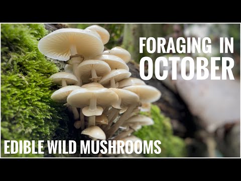 Видео: Грибы в октябре: календарь сбора диких грибов в Великобритании (часть 1 из 3): съедобные грибы