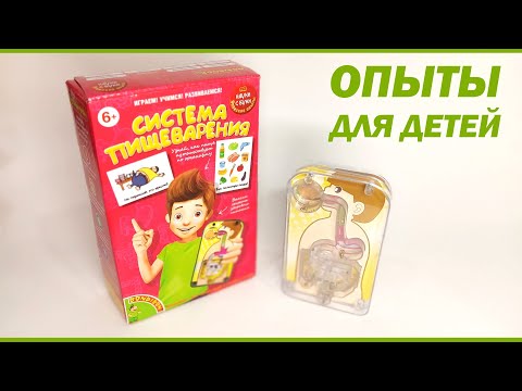Видео: Опыты для детей Науки с Буки "Система пищеварения" от Bondibon | Как пища путешествует по организму