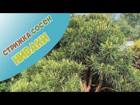 Видео: Как создать ниваки в вашем саду