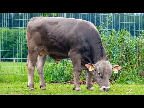 Видео: 🌹Табобати Бемори Табларза дар Говхо (Лихорадкаи 3 руза)🐄