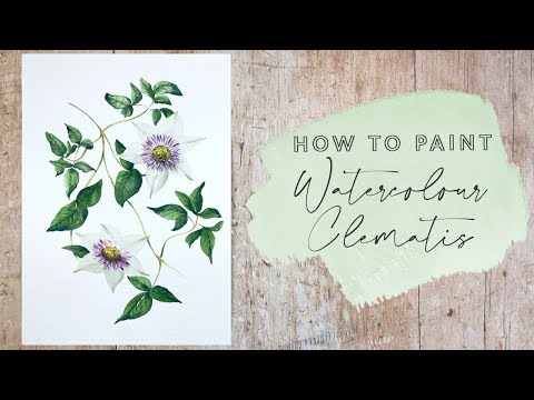Видео: Как нарисовать акварелью клематис
