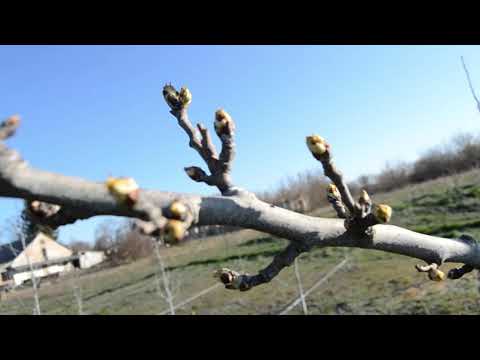 Видео: Формування та обрізка дерев груші