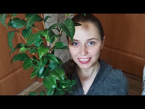 Видео: Пересаживаем камелию японскую. Caméllia🌿🌸