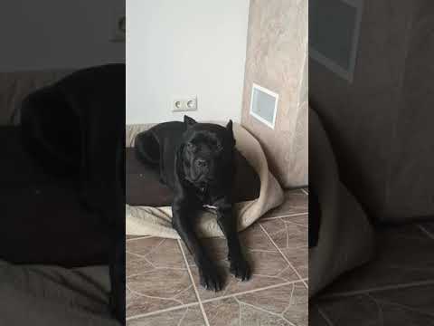 Видео: Кане корсо Демия да Винчи немножко о питании