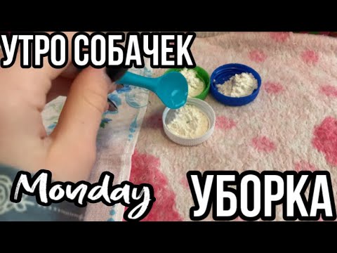 Видео: Утро сквиши собачек, Уборка