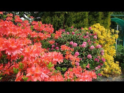 Видео: 23 05 19г  Пробежка по саду  Цветение рододендронов