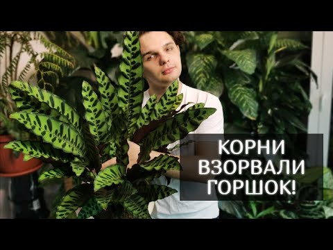 Видео: КАК ПЕРЕСАДИТЬ КАЛАТЕЮ?//КОРНИ МОНСТРЫ//Грунт на скорую руку.