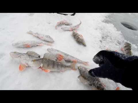 Видео: Окунь на балансир. Красноярское водохранилище, р.Хакасия, село Абакано-Перевоз. 17.12.16г.