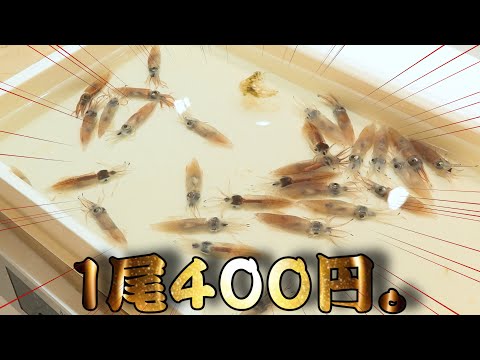 Видео: Почему?! На рынке продавали призрачного кальмара!