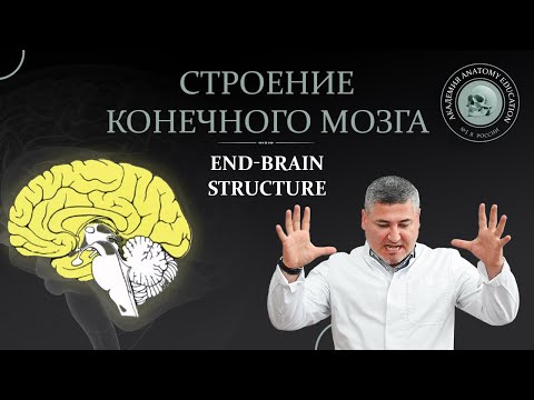 Видео: Строение конечного мозга. End-brain structure