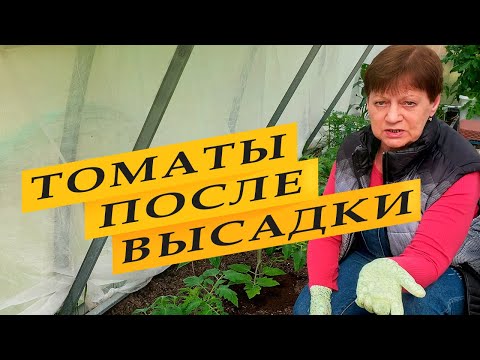 Видео: Уход за томатами в теплице после высадки