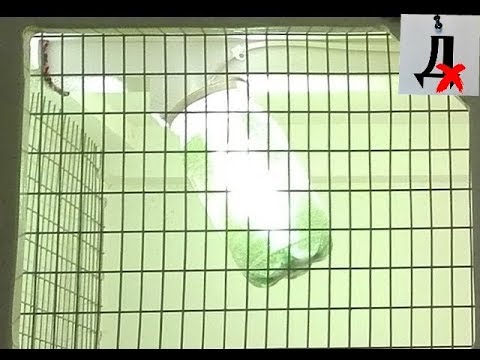 Видео: Зелёный фонарь для брудера