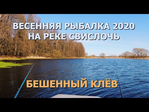 Видео: БЕШЕННЫЙ весенний КЛЁВ на реке Свислочь 2020 | Рыбалка в Беларуси | Fishing in Belarus