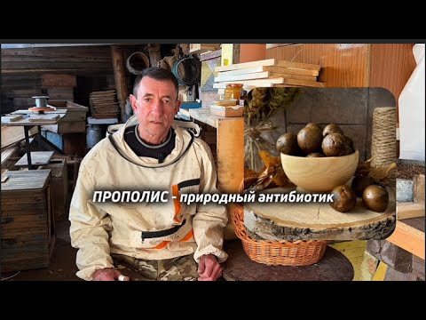 Видео: Зачем пчёлы делают ПРОПОЛИС — и почему он лечит людей