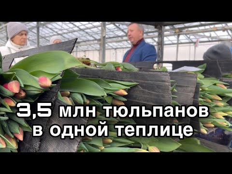 Видео: Выгонка тюльпанов в больших объемах. Экскурсия на производство