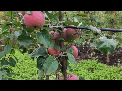Видео: Огляд яблук сорту Фуджі 