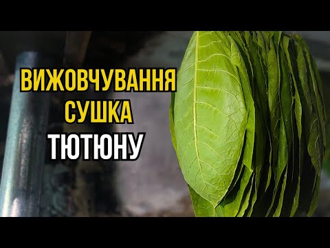 Видео: Сушка та Томлення ТЮТЮНУ в домашніх умовах