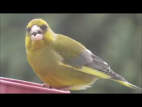 Видео: Обыкновенная зеленушка и интересные факты о ней