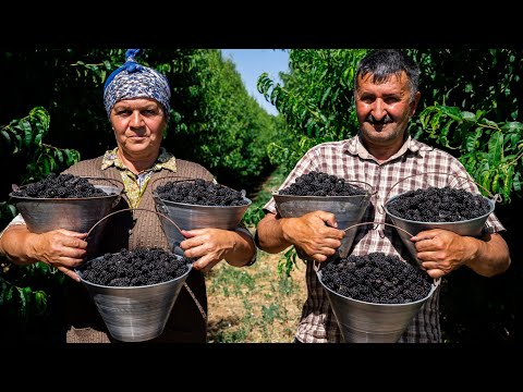 Видео: Собрали Ежевику и Законсервировали на Зиму