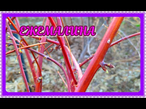 Видео: ЕЖЕМАЛИНА или ЧЕРНАЯ МАЛИНА! ЧТО Я ДЕЛАЮ С НЕЙ ВЕСНОЙ!