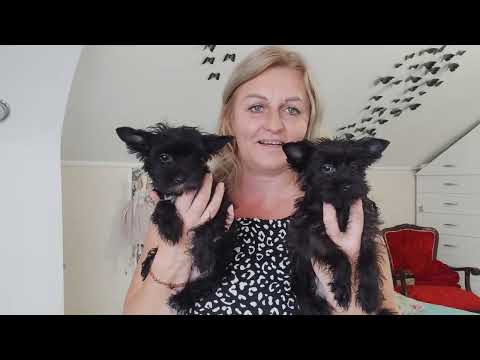 Видео: Черный Йорк 🔥 Малышки крутышки🤗 Продажа доставка по миру+79788972514