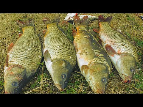 Видео: Рыбалка на карпа летом. Сын приехал и наловил больше всех. My fishing